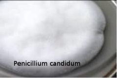 Penicillium candidum
