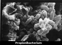 Propionibacterium